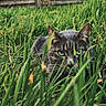 animal, camouflage, cat, closeup, ears, eyes, face, feline, focus, garden, grass, greenery, mammal, nature, outdoor, pet, stealth, tabby_cat, whiskers, wildlife