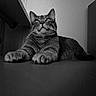 Winter a rejoint le concours — aidez-le/la à gagner de superbes lots ! animal, black_and_white, calm, cat, close_up, domestic_cat, ears, feline, fur, indoor, looking_up, monochrome, pet, portrait, relaxed, resting, tabby, table, texture, whiskers