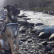 Junior participe au concours pour gagner de l'argent avec cette photo : dog, river, rocks, outdoor, nature, water, forest, animal, pet, canine, harness, sitting, landscape, daylight, scenic, wildlife, riverbank, calm, alert, travel