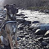 dog, river, rocks, outdoor, nature, water, forest, animal, pet, canine, harness, sitting, landscape, daylight, scenic, wildlife, riverbank, calm, alert, travel