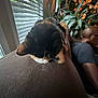 cat, calico_cat, couch, person, glasses, indoor, houseplant, window, blinds, brown_fabric, relaxed, seated, ear, fur, natural_light, home, cozy, side_view, living_room, pet