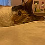 Molly is registered to the contest to win money with this photo: cat, calico, bed, indoor, relaxed, sleepy, feline, fur, closeup, resting, animal, pet, whiskers, ear, eye, soft_lighting, home, trophies, decorations, blanket
