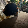 Molly joined the competition — help win amazing prizes! cat, calico, sleeping, indoor, soft_light, plant, couch, brown, feline, pet, cozy, relaxation, fur, closeup, quiet, home, animal, resting, comfort, shadow