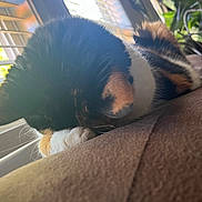 Molly is registered to the contest to win money with this photo: cat, calico_cat, sleeping, resting, paw, window, blinds, sunlight, indoor, furniture, cozy, pet, animal, fur, close_up, nature_view, greenery, relaxation, soft_surface, daylight