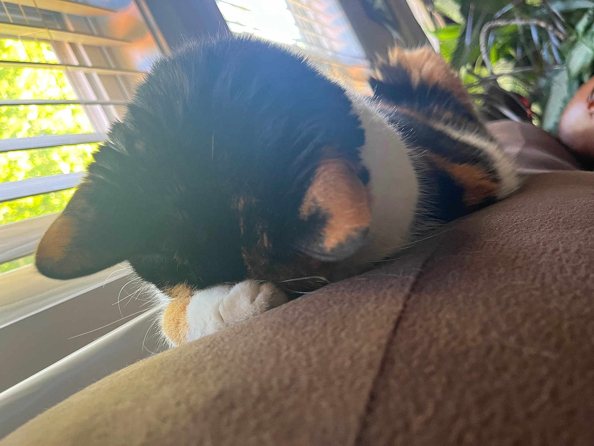 Molly is registered to the contest to win money with this photo: cat, calico_cat, sleeping, resting, paw, window, blinds, sunlight, indoor, furniture, cozy, pet, animal, fur, close_up, nature_view, greenery, relaxation, soft_surface, daylight