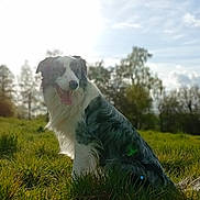 Venom a rejoint le concours — aidez-le/la à gagner de superbes lots ! dog, border_collie, grass, field, sunlight, outdoor, nature, animal, tongue_out, happy, fur, pet, canine, trees, sky, daylight, greenery, sitting, portrait, sunshine