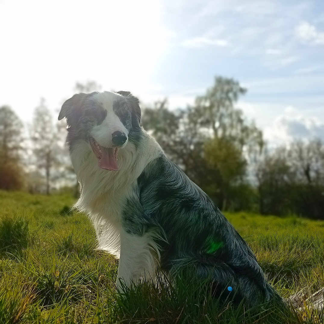 Venom a rejoint le concours — aidez-le/la à gagner de superbes lots ! dog, border_collie, grass, field, sunlight, outdoor, nature, animal, tongue_out, happy, fur, pet, canine, trees, sky, daylight, greenery, sitting, portrait, sunshine