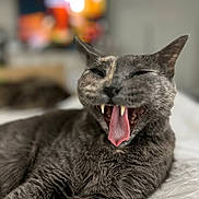 Tessa joined the competition — help win amazing prizes! animal, bed, cat, closeup, cute, domestic_cat, feline, fur, gray_cat, indoor, mouth_open, pet, portrait, relaxed, sleepy, soft, teeth, tongue, whiskers, yawning
