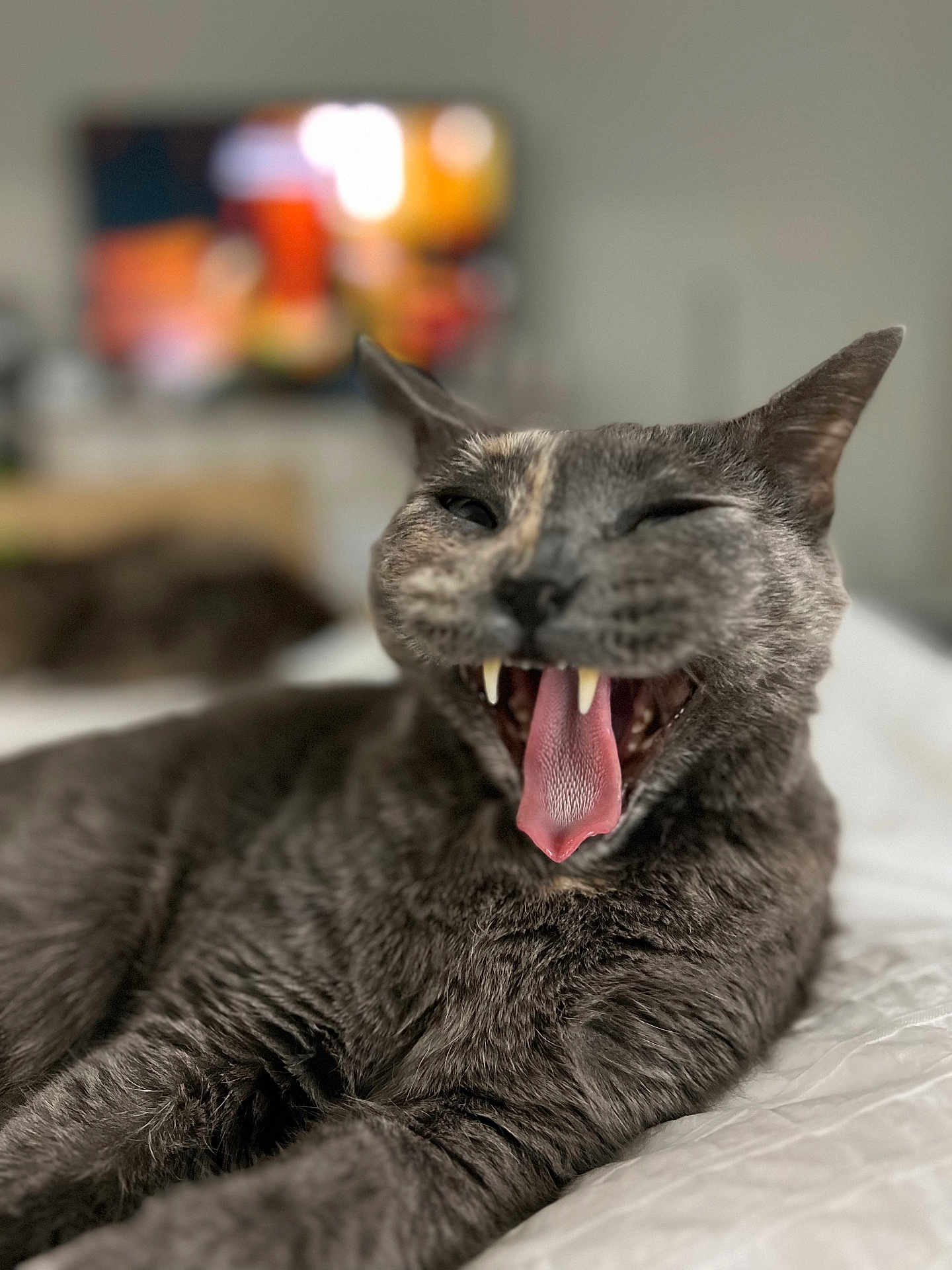 Tessa joined the competition — help win amazing prizes! animal, bed, cat, closeup, cute, domestic_cat, feline, fur, gray_cat, indoor, mouth_open, pet, portrait, relaxed, sleepy, soft, teeth, tongue, whiskers, yawning