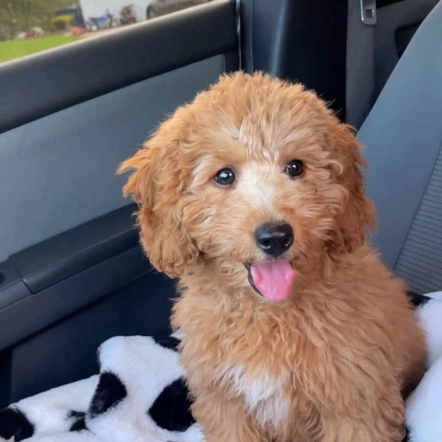 Jaxson joined the competition — help win amazing prizes! airedale, animal, architecture, building, canine, car, cushion, dog, homedecor, indoors, interiordesign, person, pet, poodle, puppy, terrier, transportation, vehicle, walkingdog, whitedog