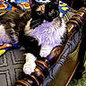 animal, bed, blanket, cat, closeup, colorful, cozy, curious, eyes, feline, fur, indoor, multicolored, paws, pet, portrait, quilt, relaxed, resting, wooden_furniture