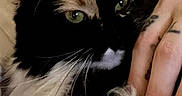 Mystic is registered to the contest to win money with this photo: animal, blanket, calico_cat, cat, close_up, cozy, cute, domestic_cat, feline, fluffy, fur, green_eyes, hand, indoor, petting, portrait, relaxed, soft, tattoo, whiskers