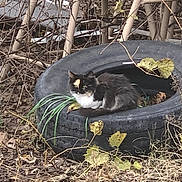 Mystic joined the competition — help win amazing prizes! animal, animal_portrait, branches, calico_cat, cat, curious, dry_leaves, feline, fur, ground, nature, outdoor, plant, resting, rustic, scrub, small_animal, tire, wild, wildlife