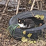 animal, animal_portrait, branches, calico_cat, cat, curious, dry_leaves, feline, fur, ground, nature, outdoor, plant, resting, rustic, scrub, small_animal, tire, wild, wildlife