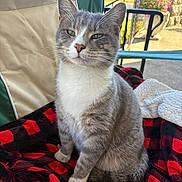 Junior joined the competition — help win amazing prizes! cat, gray_cat, white_cat, pet, animal, feline, sitting, blanket, plaid, red_and_black, chair, outdoor, daylight, relaxed, fur, whiskers, ears, nose, paws, portrait