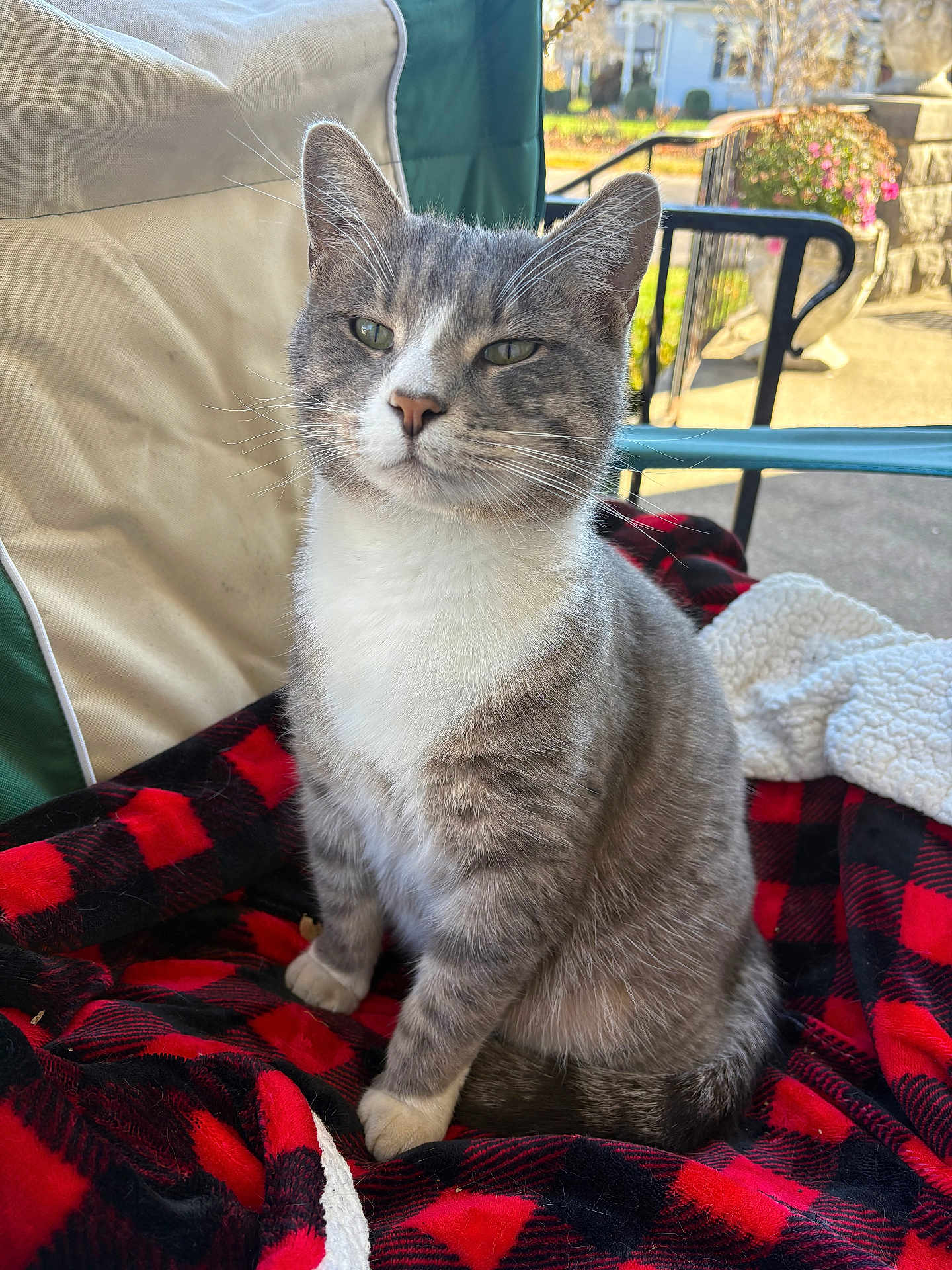 Junior joined the competition — help win amazing prizes! cat, gray_cat, white_cat, pet, animal, feline, sitting, blanket, plaid, red_and_black, chair, outdoor, daylight, relaxed, fur, whiskers, ears, nose, paws, portrait