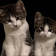 Matilda And Penelope is registered to the contest to win money with this photo: cat, kitten, two_kittens, tabby, white_fur, feline, pet, pair, whiskers, ears, fur, sitting, portrait, closeup, looking_at_camera, cute, adorable, isolated_subject, cutout_background, animal