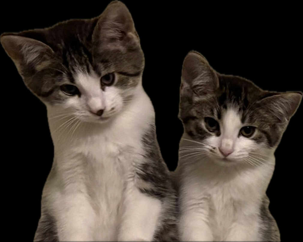 Matilda And Penelope joined the competition — help win amazing prizes! cat, kitten, two_kittens, tabby, white_fur, feline, pet, pair, whiskers, ears, fur, sitting, portrait, closeup, looking_at_camera, cute, adorable, isolated_subject, cutout_background, animal