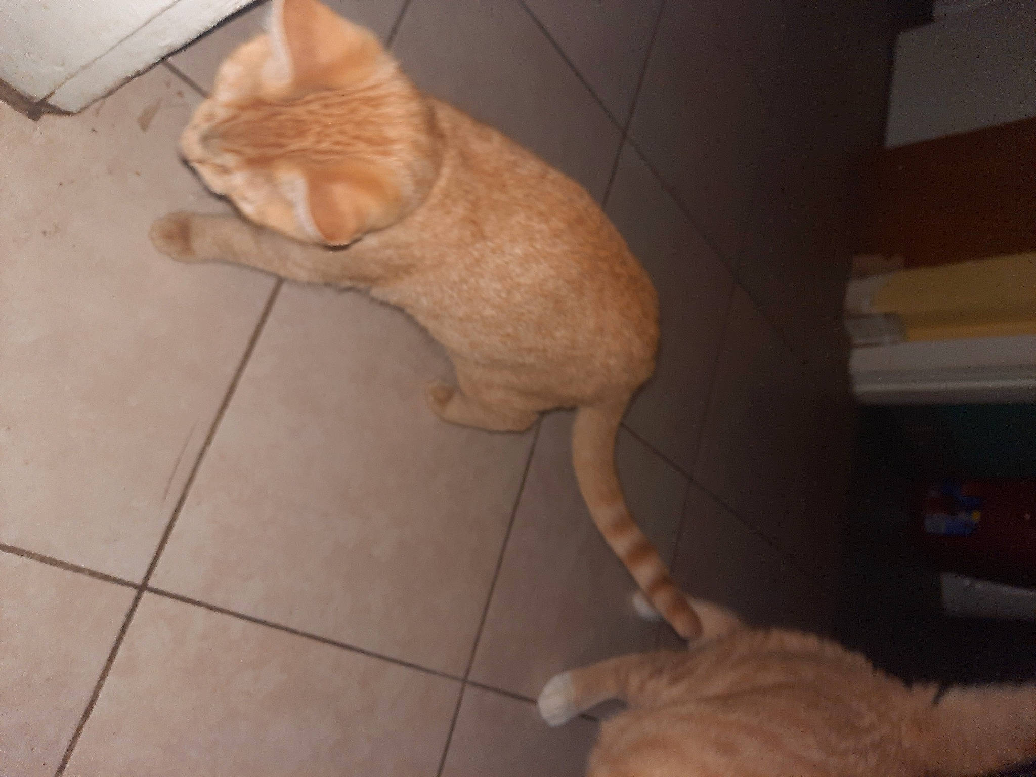 Picka joined the competition — help win amazing prizes! carnivore, cat, comfort, domestic_short_haired_cat, fawn, felidae, floor, flooring, fur, hardwood, human_leg, mammal, paw, small_to_medium_sized_cats, tail, terrestrial_animal, tile_flooring, vertebrate, whiskers, wood