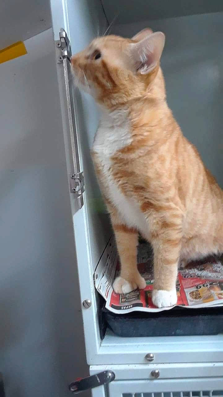 Picka joined the competition — help win amazing prizes! carnivore, cat, cat_supply, claw, domestic_short_haired_cat, fawn, felidae, foot, fur, paw, sitting, small_to_medium_sized_cats, snout, tail, terrestrial_animal, whiskers