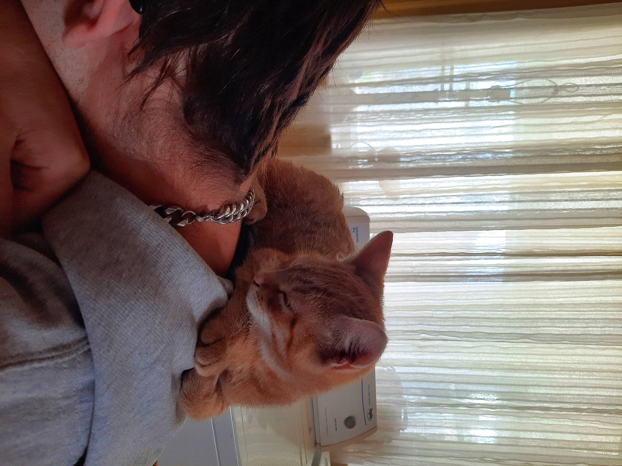 Picka is registered to the contest to win money with this photo: beard, brown_hair, carnivore, cat, curtain, domestic_short_haired_cat, ear, eyelash, fawn, felidae, fur, jewellery, long_hair, small_to_medium_sized_cats, snout, sunglasses, whiskers, window, window_treatment, wood