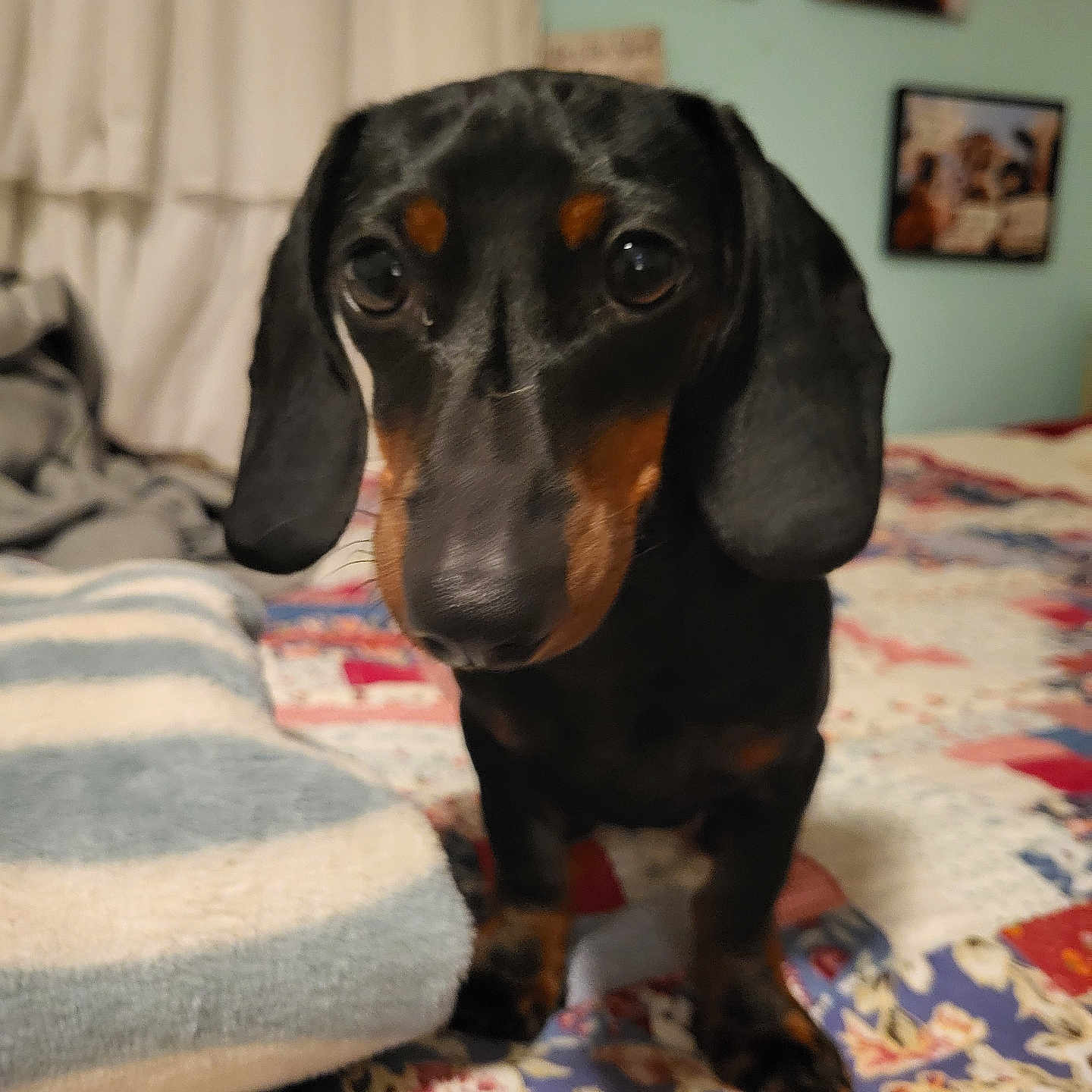 Weenie is registered to the contest to win money with this photo: animal, bedroom, black, blanket, brown, canine, curious, cute, dachshund, dog, ears, fur, home, indoor, pet, portrait, puppy, quilt, small, young
