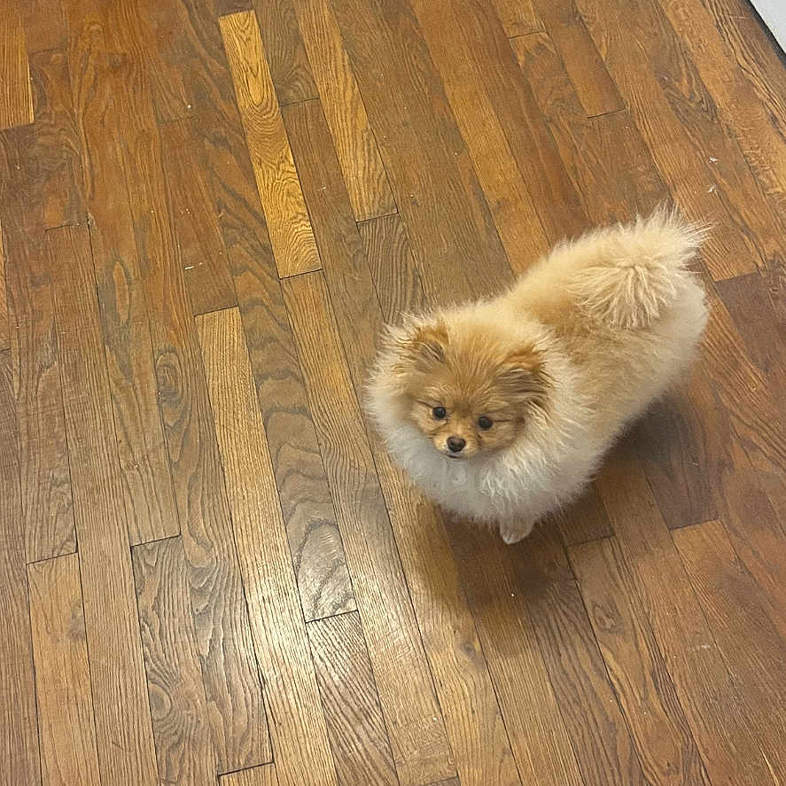 Maya participe au concours pour gagner de l'argent avec cette photo : adorable, animal, brown_fur, companion, curious, cute, dog, domestic, floor, fluffy, furry, house, indoor, looking_up, pet, pomeranian, small_dog, small_pet, standing, wooden_floor