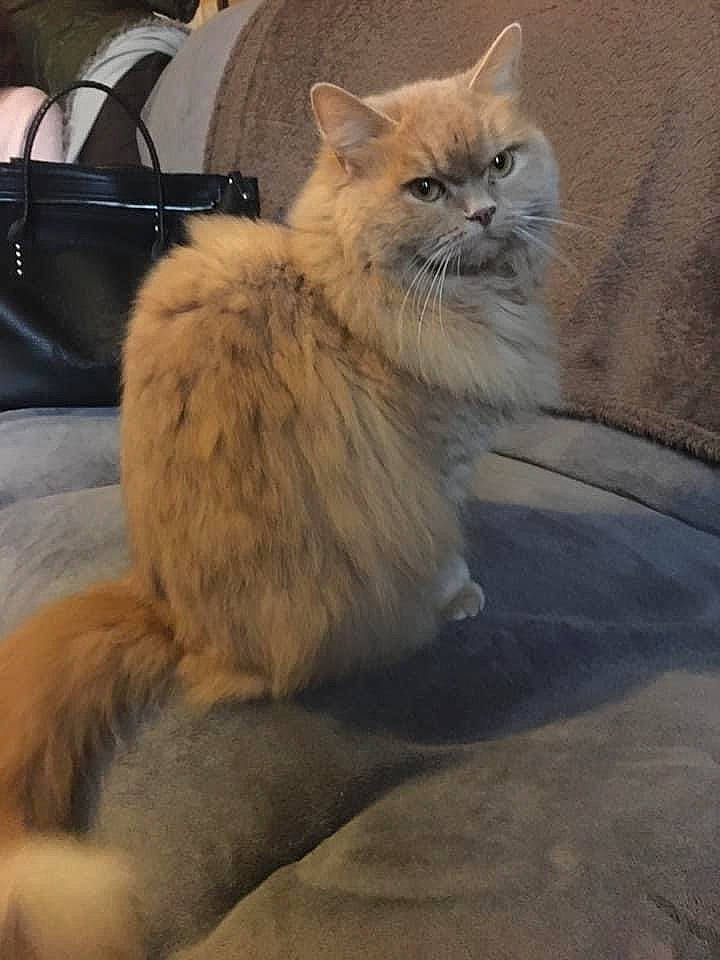 Nala participe au concours pour gagner de l'argent avec cette photo : bag, british_longhair, carnivore, cat, chair, claw, comfort, felidae, fur, luggage_and_bags, paw, persian, small_to_medium_sized_cats, snout, tail, terrestrial_animal, whiskers, window
