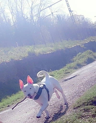 Alvin participe au concours pour gagner de l'argent avec cette photo : carnivore, cloud, collar, companion_dog, dog, dog_breed, dog_collar, fashion_accessory, fawn, fog, grass, landscape, leash, mountain, plant, sky, sunlight, tail, tree, working_animal