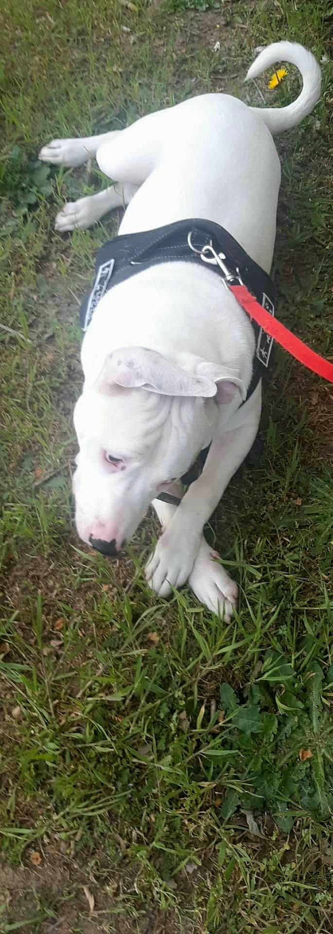 Alvin a rejoint le concours — aidez-le/la à gagner de superbes lots ! adventure, canidae, carnivore, collar, companion_dog, dog, dog_breed, dog_collar, dog_supply, fashion_accessory, fawn, grass, leash, pet_supply, plant, recreation, snout, sporting_group, tail, working_animal