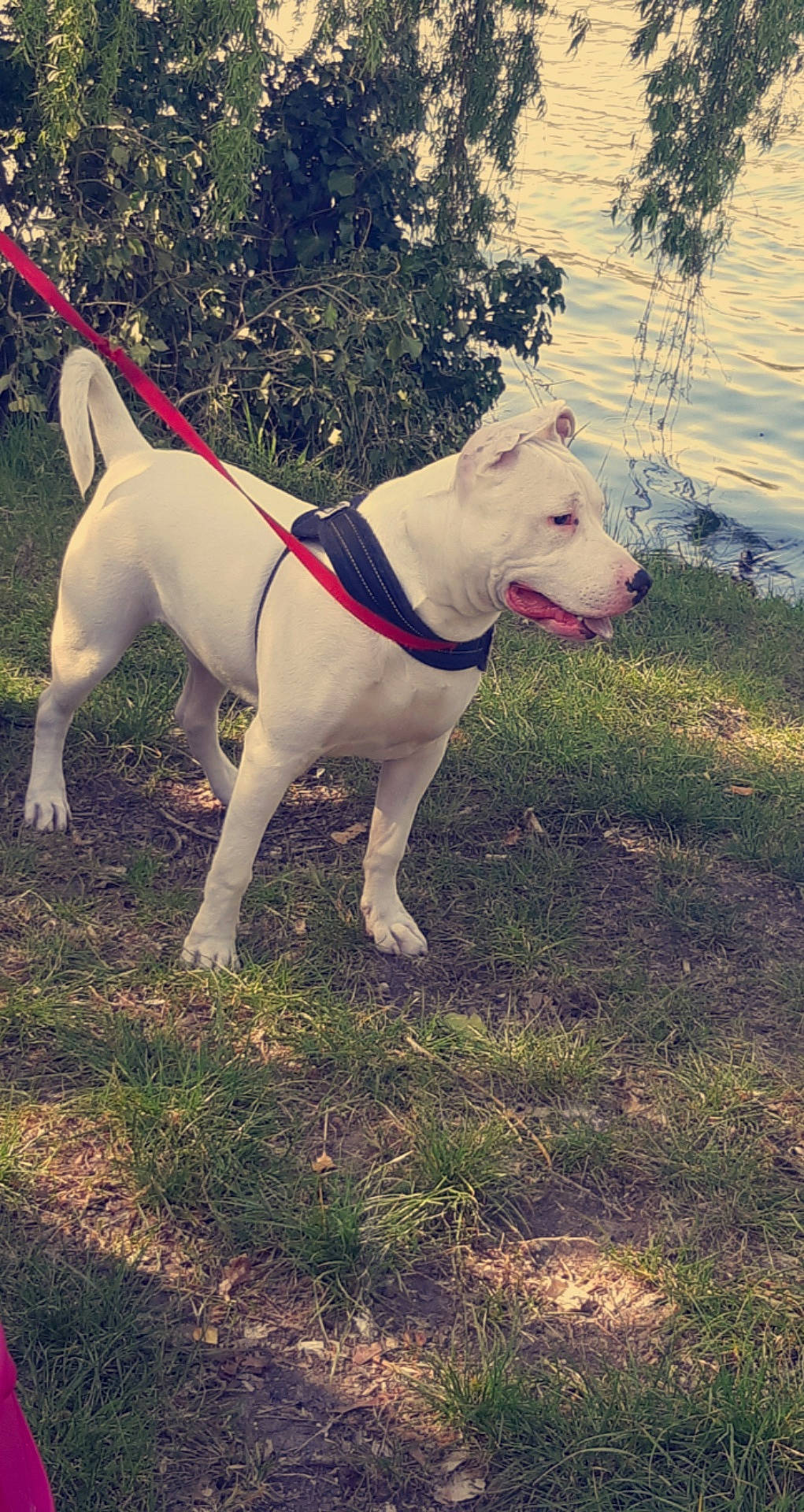 Alvin participe au concours pour gagner de l'argent avec cette photo : canidae, carnivore, collar, companion_dog, dog, dog_breed, dog_collar, dogo_guatemalteco, fashion_accessory, fawn, grass, leash, pet_supply, plant, snout, sporting_group, tail, terrestrial_animal, water, working_animal