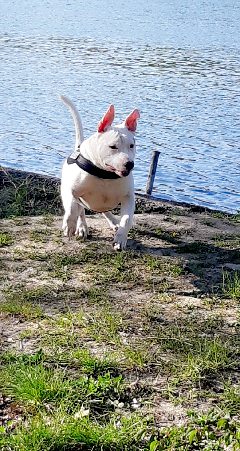 Alvin a rejoint le concours — aidez-le/la à gagner de superbes lots ! canidae, carnivore, collar, companion_dog, dog, dog_breed, dog_collar, dogo_guatemalteco, fawn, grass, lake, leash, pet_supply, plant, snout, tail, terrestrial_animal, terrier, water, working_animal