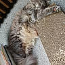 Leo joined the competition — help win amazing prizes! books, cardboard, carpet, cat, cozy, floor, fluffy, furry, gray_cat, home, indoor, longhaired, paw, pet, playful, relaxed, resting, scratcher, sleeping, top_view