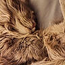 cat, fluffy, longhaired, fur, amber_eye, sleeping, curled_up, cozy, close_up, pet, animal, whiskers, ear, face, soft, warm_lighting, indoors, relaxed, cuddly, portrait