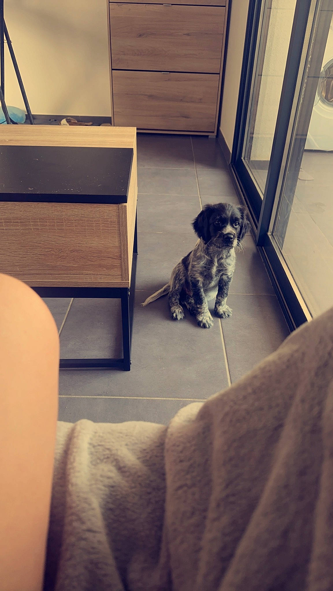 Tino participe au concours pour gagner de l'argent avec cette photo : carnivore, cloud, comfort, companion_dog, couch, dog, dog_breed, door, floor, flooring, hardwood, human_leg, interior_design, room, snout, sporting_group, tints_and_shades, toy_dog, wood, working_animal