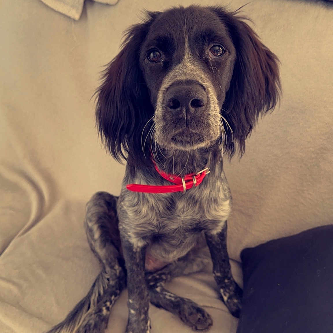 Tino
