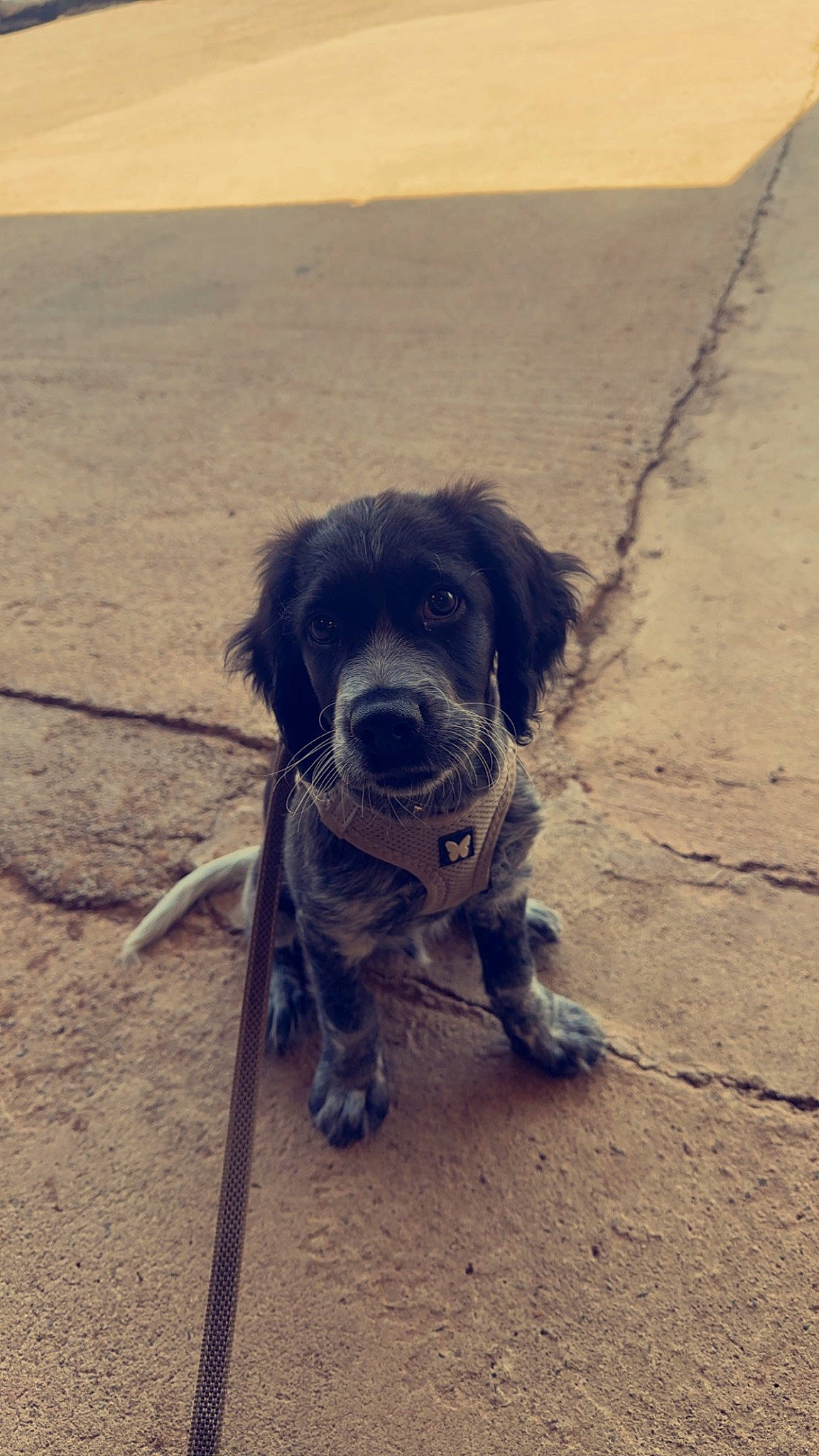 Tino a rejoint le concours — aidez-le/la à gagner de superbes lots ! body_of_water, carnivore, cloud, companion_dog, dog, dog_breed, dog_collar, fawn, foot, landscape, leash, ocean, sand, sea, shadow, soil, sporting_group, tail, working_animal, working_dog