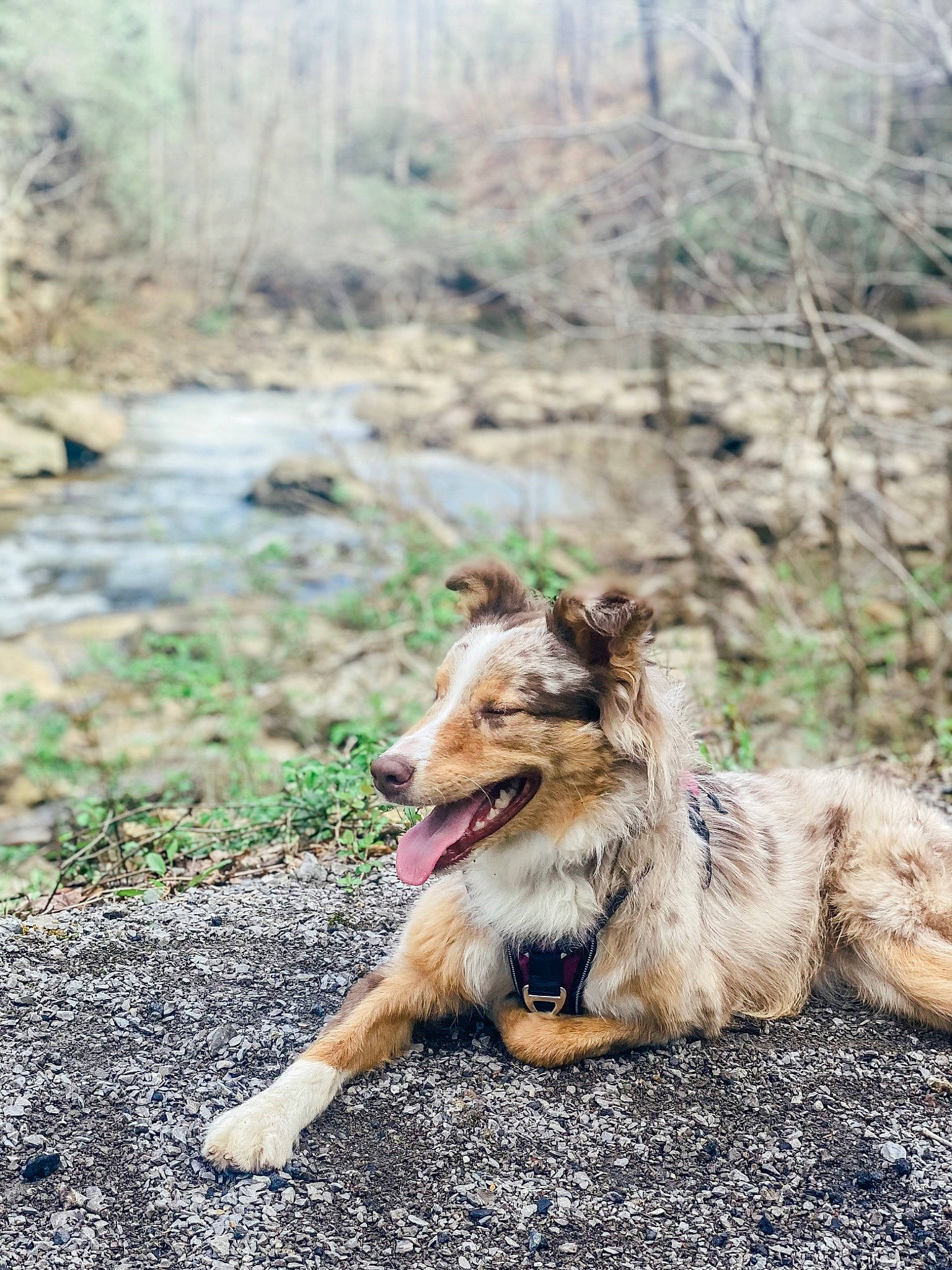 Jolene is registered to the contest to win money with this photo: canidae, canis, carnivore, claw, companion_dog, dog, dog_breed, fawn, fur, grass, paw, plant, snout, soil, sporting_group, tail, terrestrial_animal, tree, wilderness, working_dog