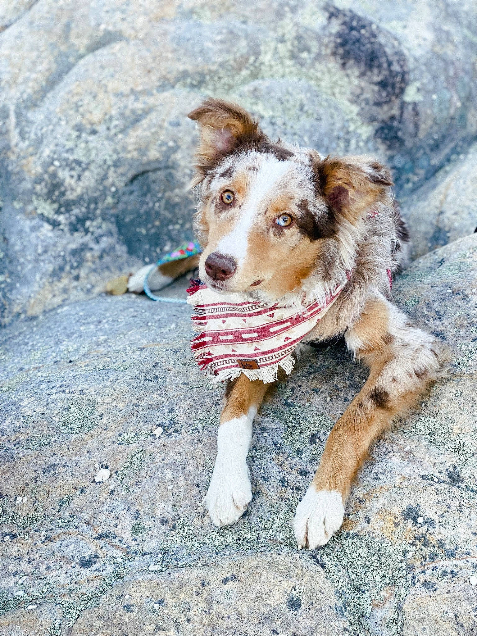 Jolene is registered to the contest to win money with this photo: adventure, canidae, carnivore, companion_dog, dog, dog_breed, dog_collar, herding_dog, hunting_dog, leash, paw, recreation, rock, snout, soil, sporting_group, street_dog, walking, working_animal, working_dog