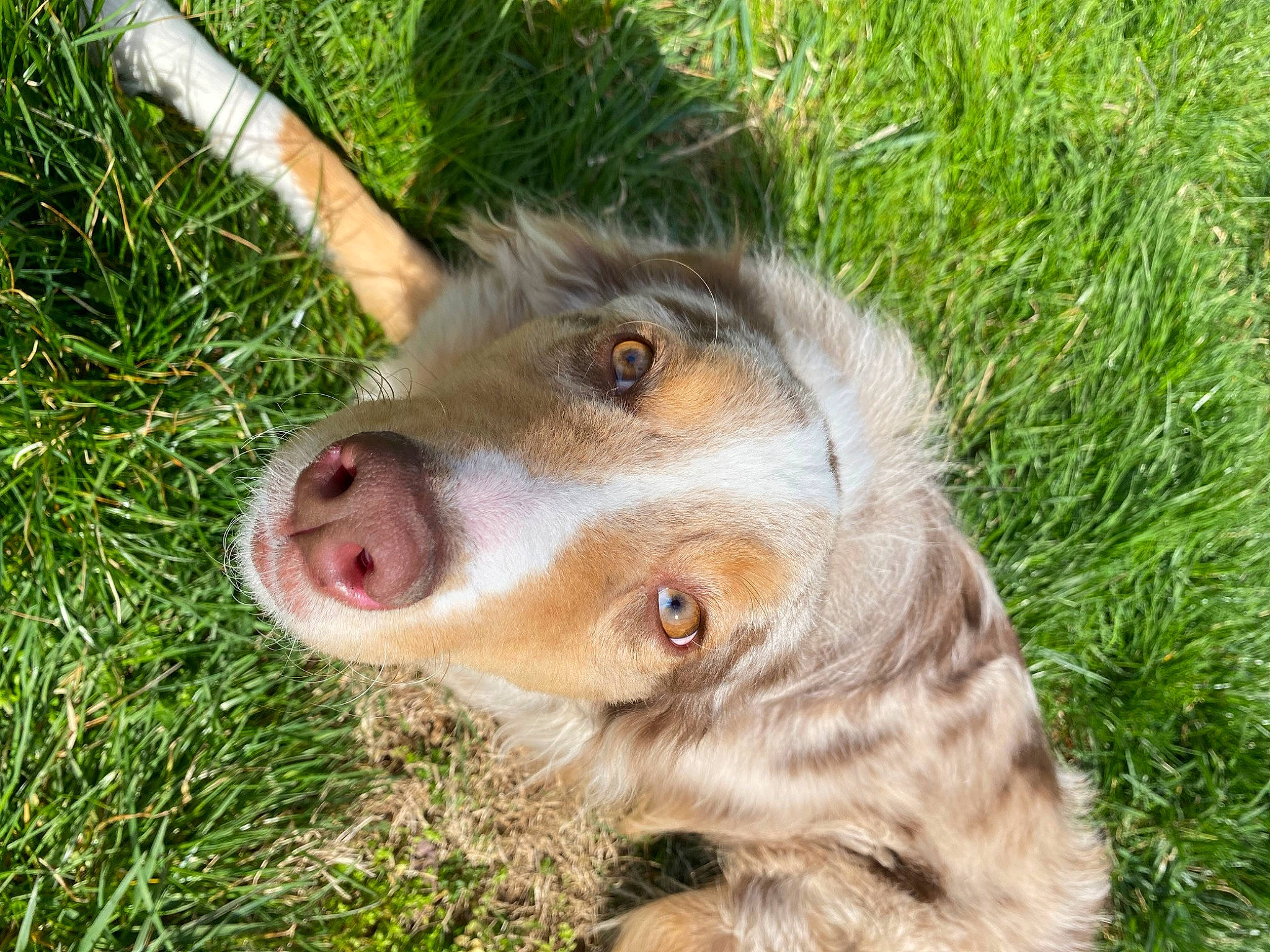 Jolene is registered to the contest to win money with this photo: canidae, carnivore, companion_dog, dog, dog_breed, fawn, fur, grass, herding_dog, liver, paw, plant, snout, sporting_group, terrestrial_animal, whiskers, working_animal, working_dog