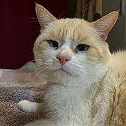Kevin is registered to the contest to win money with this photo: cat, feline, pet, cream_colored, white_fur, close_up, indoor, blanket, soft_texture, whiskers, ears, nose, relaxed, laying_down, animal, cute, fur, domestic_cat, portrait, face