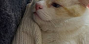 Kevin joined the competition — help win amazing prizes! cat, white_cat, orange_cat, resting, close_up, knitted_blanket, fabric, black_fabric, indoor, blurred_background, people, home, cozy, pet, fur, whiskers, paw, relaxed, comfort, soft_texture