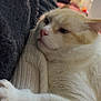 cat, white_cat, orange_cat, resting, close_up, knitted_blanket, fabric, black_fabric, indoor, blurred_background, people, home, cozy, pet, fur, whiskers, paw, relaxed, comfort, soft_texture
