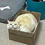 cat, cardboard_box, indoor, carpet, pet_bed, blue_basket, cream_color, white_color, feline, cute, funny, squished, cozy, animal, domestic, resting, small_space, cute_pet, household, relaxed
