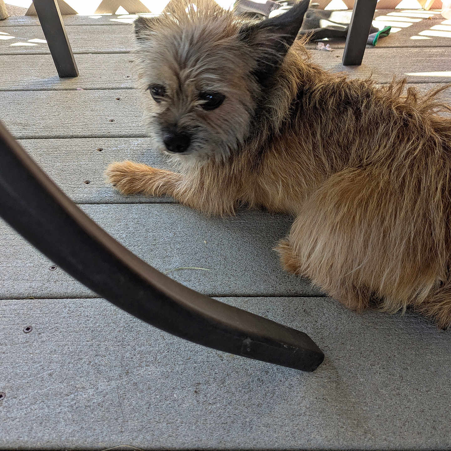 Coco joined the competition — help win amazing prizes! animal, calm, chair, companion, dog, domestic_animal, ears, fur, nose, outdoor, paws, pet, quiet, resting, scruffy, shadow, small_dog, sunlight, tail, wooden_deck