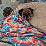 Mr. Wiggles is registered to the contest to win money with this photo: dog, blanket, tie_dye, snuggled, cozy, peeking, curious, sleepy, hedgehog_pattern, fabric, cushion, soft, indoor, cute, pet, animal, resting, colorful, warm, comfort