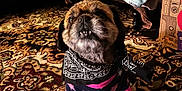 Mr. Wiggles is registered to the contest to win money with this photo: dog, pet, bandana, sweater, carpet, indoor, furniture, blanket, bed, pattern, cute, animal, small_dog, toys, home, cozy, looking_up, teeth, floor, decor