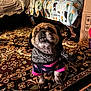 dog, pet, bandana, sweater, carpet, indoor, furniture, blanket, bed, pattern, cute, animal, small_dog, toys, home, cozy, looking_up, teeth, floor, decor