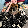 Mr. Wiggles joined the competition — help win amazing prizes! dog, plush_toy, blanket, paw_print, bone_print, couch, pillow, plaid, crocheted_blanket, indoor, pet, brown_fur, black_fur, toy, cozy, snuggled, relaxed, cute, animal, companion