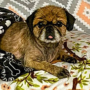 Mr. Wiggles joined the competition — help win amazing prizes! dog, pet, bed, blanket, bones_pattern, floral_pattern, pumpkin_pattern, fur, tongue, cute, resting, indoors, animal, canine, comfort, expression, paw, face, black, brown